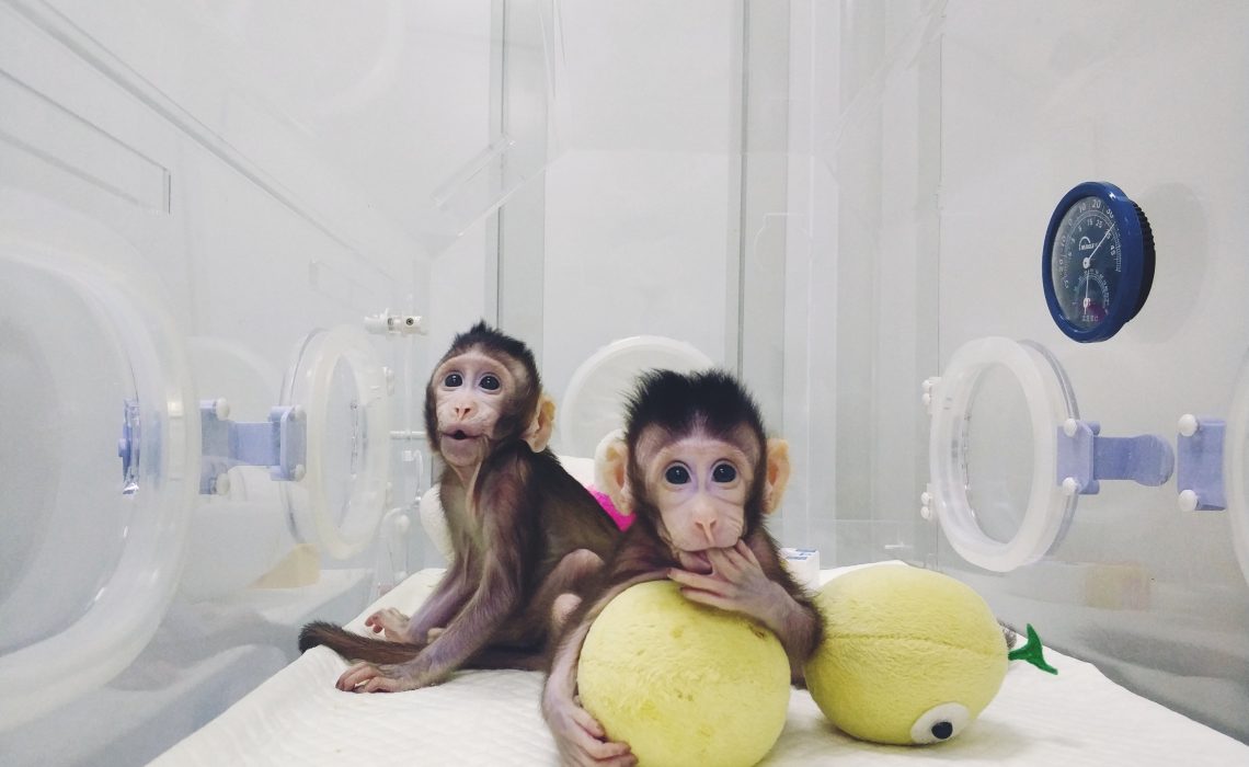 Affen in China geklont