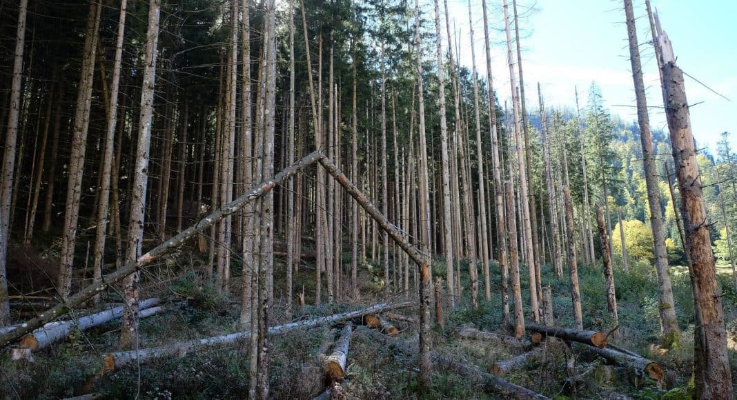 Gibt es ein neues Baumsterben in Mitteleuropa?